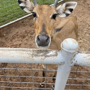 Indian deer