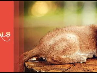 Extreme Animals