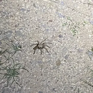 Beware when riding at night - we don't want to hurt the wild life.