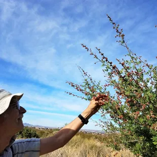 Little Leaf Sumac berries