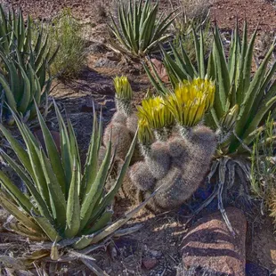 Rainbow cactus bloom amongst the lechuguilla cactus!