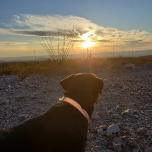 Not lost dog at lost dog trail