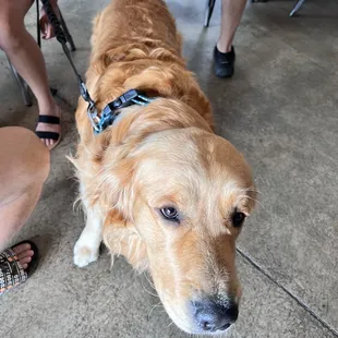 If you&apos;re a dog lover then this is the brewery for you. There were so many pups to see. I plan to come here often with Stan-Lee.