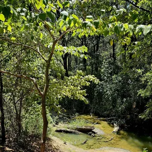 a creek running through a wooded area