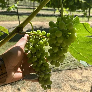 Nice wine in the making...