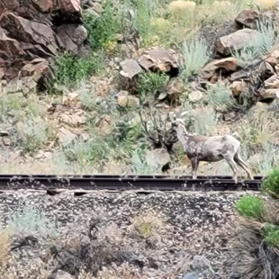 Rocky mountain sheep