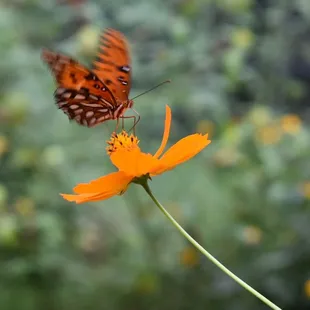 Butterfly Garden