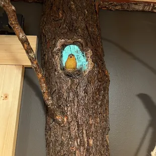 a bird nest in a tree
