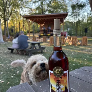 Our little boy Tucker eyeballing the wine