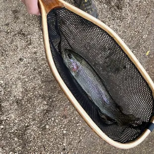 My father-in-law caught footer rainbow trout. You can take these to the kitchen if you want them prepped for dinner!