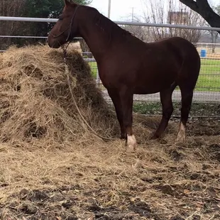 This horse constantly wears a dangerously long lead line because he's too wild to catch without it. He could easily injure himself.