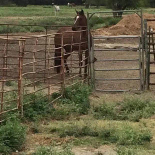 Pasture conditions. Note the manure pile with no protection from runoff into the creek and pond in the pasture.
