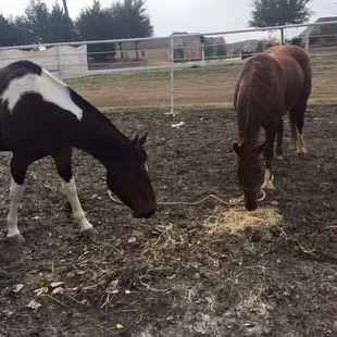 Wild horse dragging a lead line. He is left in this dangerous state 24/7 and could easily injure himself.