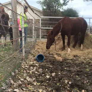 Horse with lead line in his paddock again.