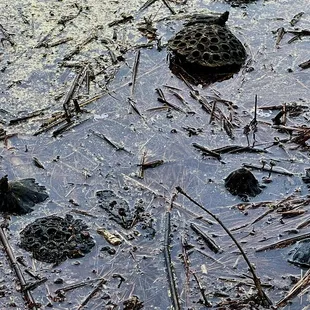 Dried/ dead lotus pods 4/2022