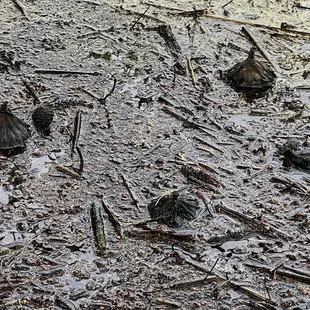 Dried dead lotus pods- there weren&apos;t many presence of lotus pods dead or alive . 4/2022