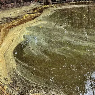 Tons of pollen in the lake/pond 4/2022
