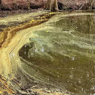 Tons of pollen 4/2022
