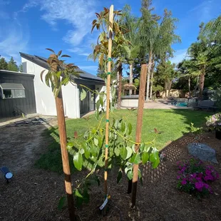 Fuerte (cold hardy) Avocado tree w/ the proper spoil, fertilizer and mulch.