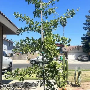 My new ginkgo tree prior to planting.