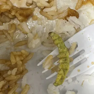 Bugs