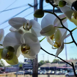 Lovely orchid blooms at our corner table (7/5/23)