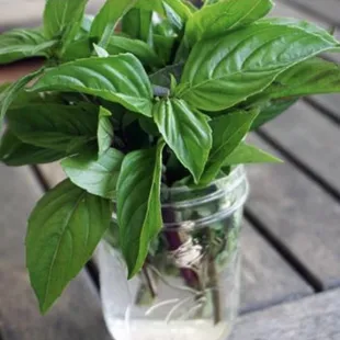 a basil plant in a mason jar