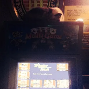 a cat sitting on top of a machine