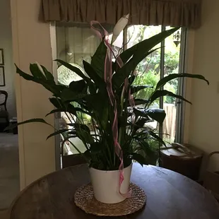 Beautiful Mother's Day Plant