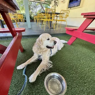 @eleven11atx says, "It's dog-friendly!".