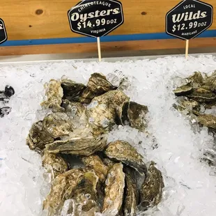 Oysters