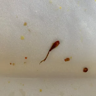 Insect leg in chicken