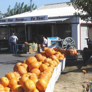 a display of pumpkins