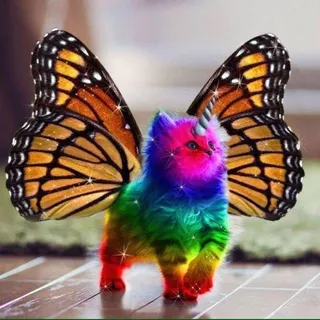 Butterfly Z.