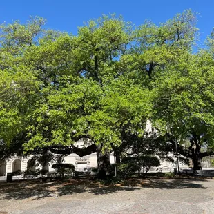 Ancestral tree in Congo Square