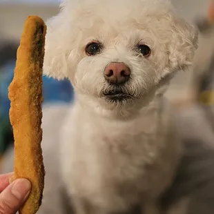 a small white dog holding a biscuit