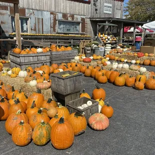 a lot of pumpkins