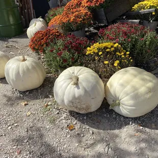 Pumpkins and mums
