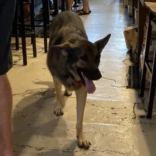 a dog in a bar
