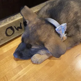 a dog laying on the floor