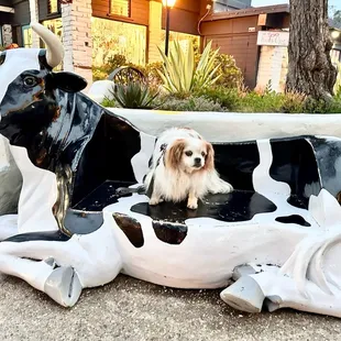 Bambam our dog, he likes this place . And when u see this Cow , it means your near to LOUISIANA CHARLIES