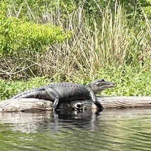 Alligator that&apos;s been eating well!
