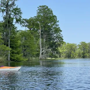 Nose of a Kayak in the Bayou, focus on Cypress tree.