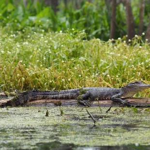 Alligator- he wanted no part of us, we obliged.