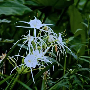 Blooming White Spider Lilies