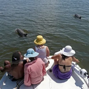 Boat through Brataria Bay with dolphins