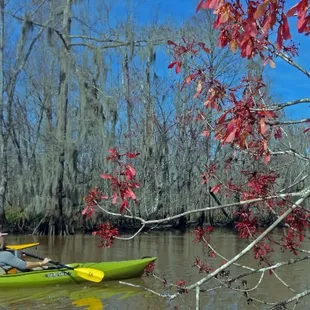 Kayak New Orleans Wetlands