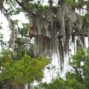 Eagles Nest- vacated for summer.
