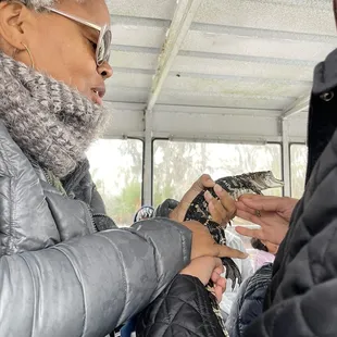 3 year old alligator