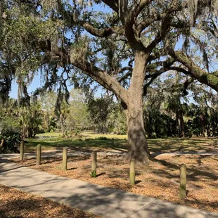 Live oak in the park, swamp is behind